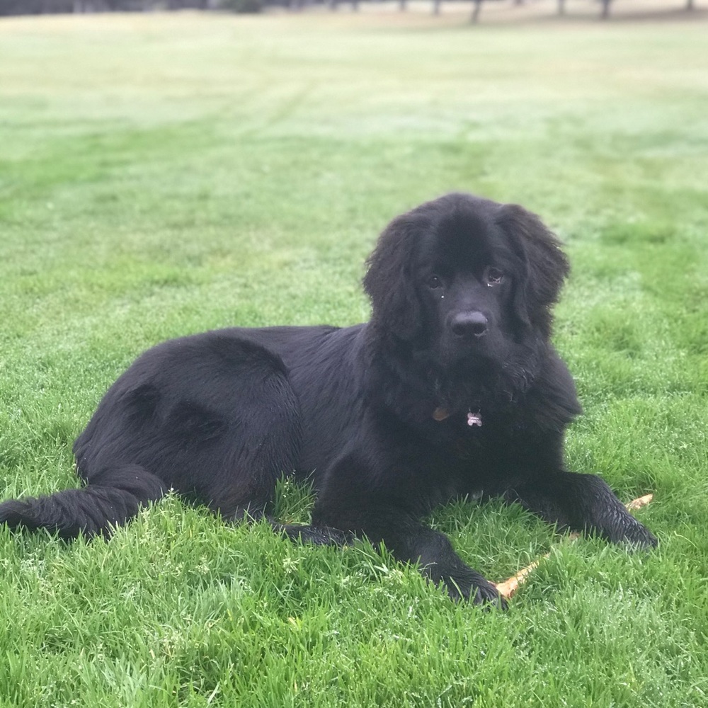 Meet your Posher, Joy